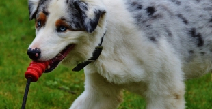 Elever un chien, combien ça coûte ? Quel budget prévoir ?