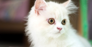 Quel budget annuel faut-il prévoir pour un chat ?