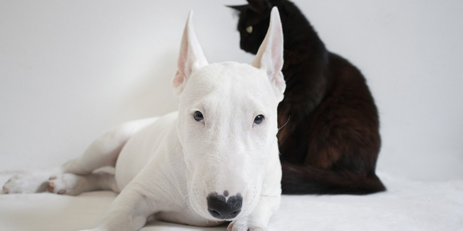 Assurance chien ou chat la moins chère : voilà ou souscrire !