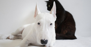 Assurance chien ou chat la moins chère : voilà ou souscrire !
